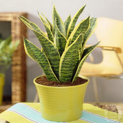 SANSEVIERIA FUTURA SUPERBA IN VASO 18CM