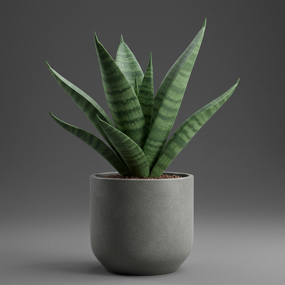 SANSEVIERIA CYLINDRICA BONCEL MIGNON IN VASO 6CM