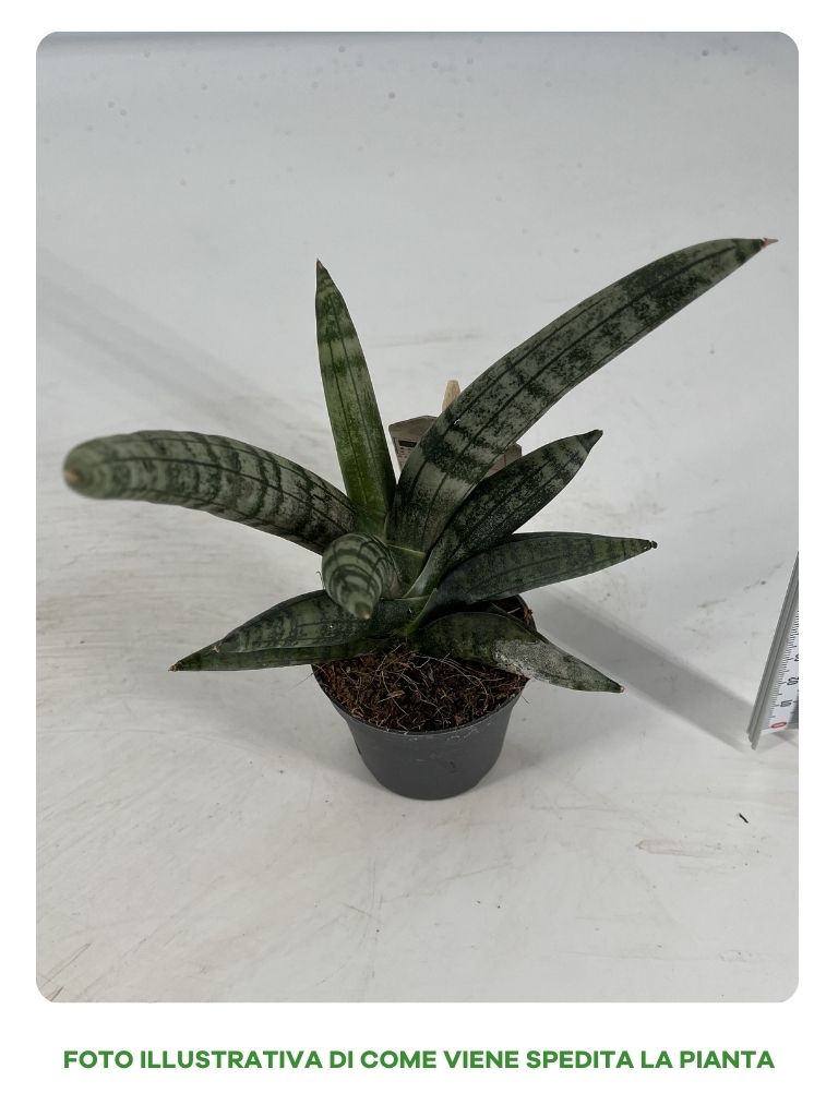 SANSEVIERIA CYLINDRICA BONCEL MIGNON IN VASO 6CM