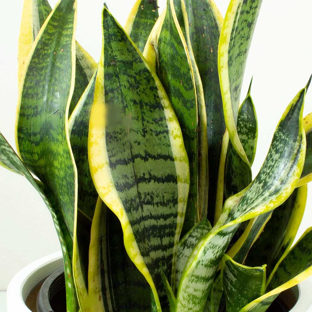 SANSEVIERIA IN VARIETA' IN VASO 9CM