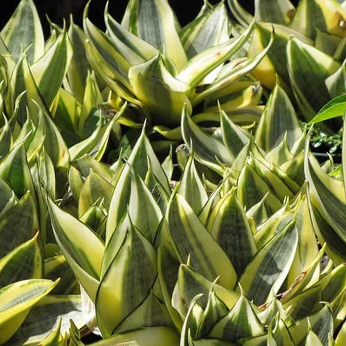 SANSEVIERIA NANA IN VARIETA' VASO 9CM