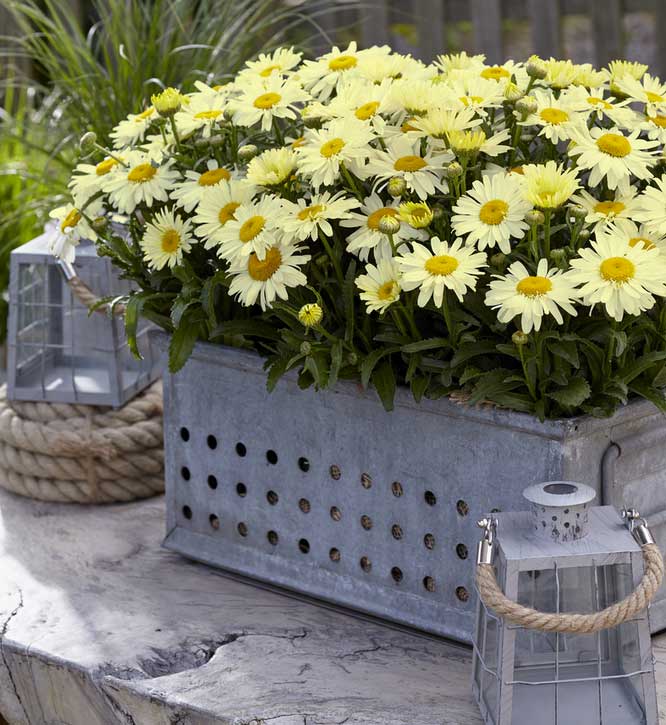 LEUCANTHEMUM OOH LA LACREME VASO 18CM
