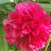 PEONIA LACTIFLORA PINK GRACE VASO 23CM