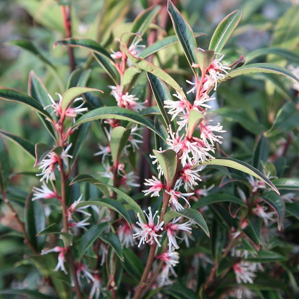 SARCOCOCCA HOOKERIANA PURPLE STEM VASO 17CM
