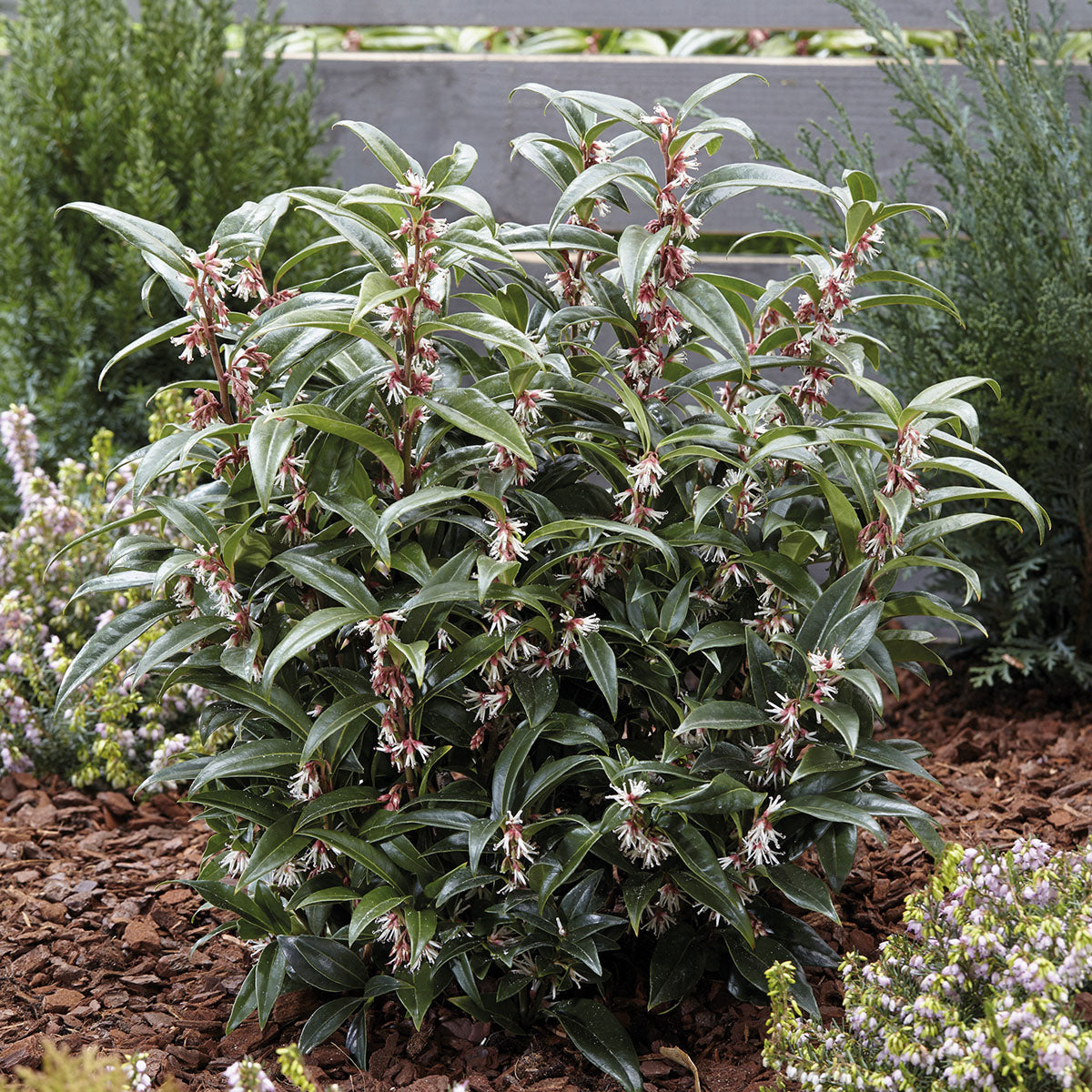 SARCOCOCCA WINTER GEM VASO 17CM