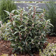 SARCOCOCCA WINTER GEM VASO 17CM