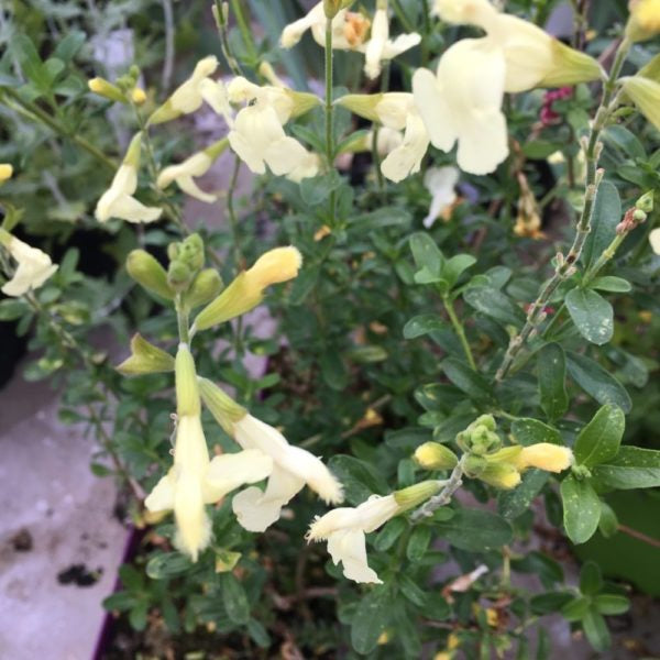 SALVIA GREGGII YELLOW DA FIORE IN VASO 18CM