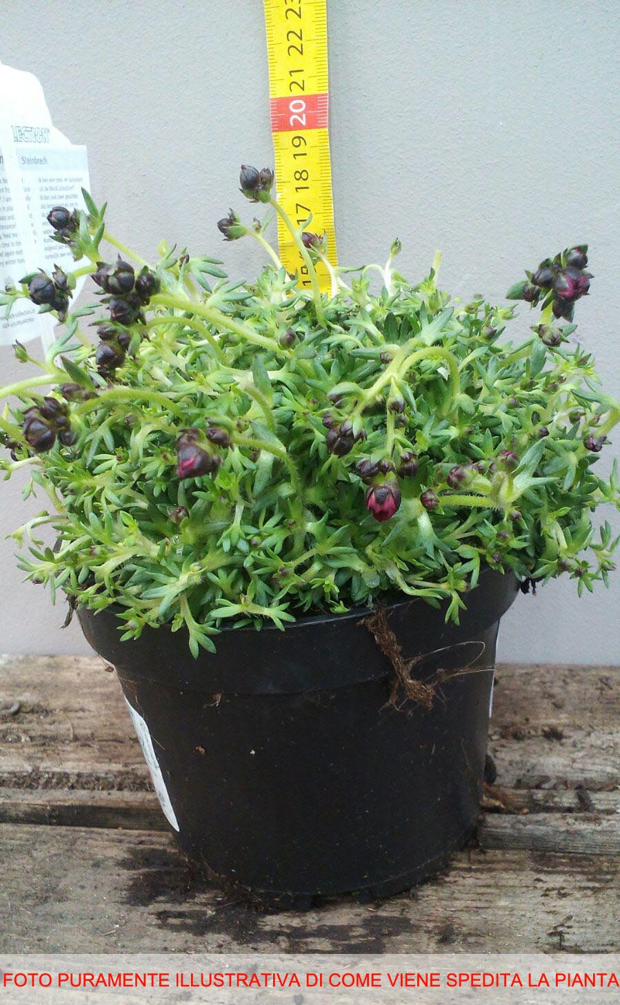 SAXIFRAGA ARENDSII IN VASO 13CM