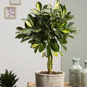 SCHEFFLERA GOLD CAPPELLA IN VASO 19CM