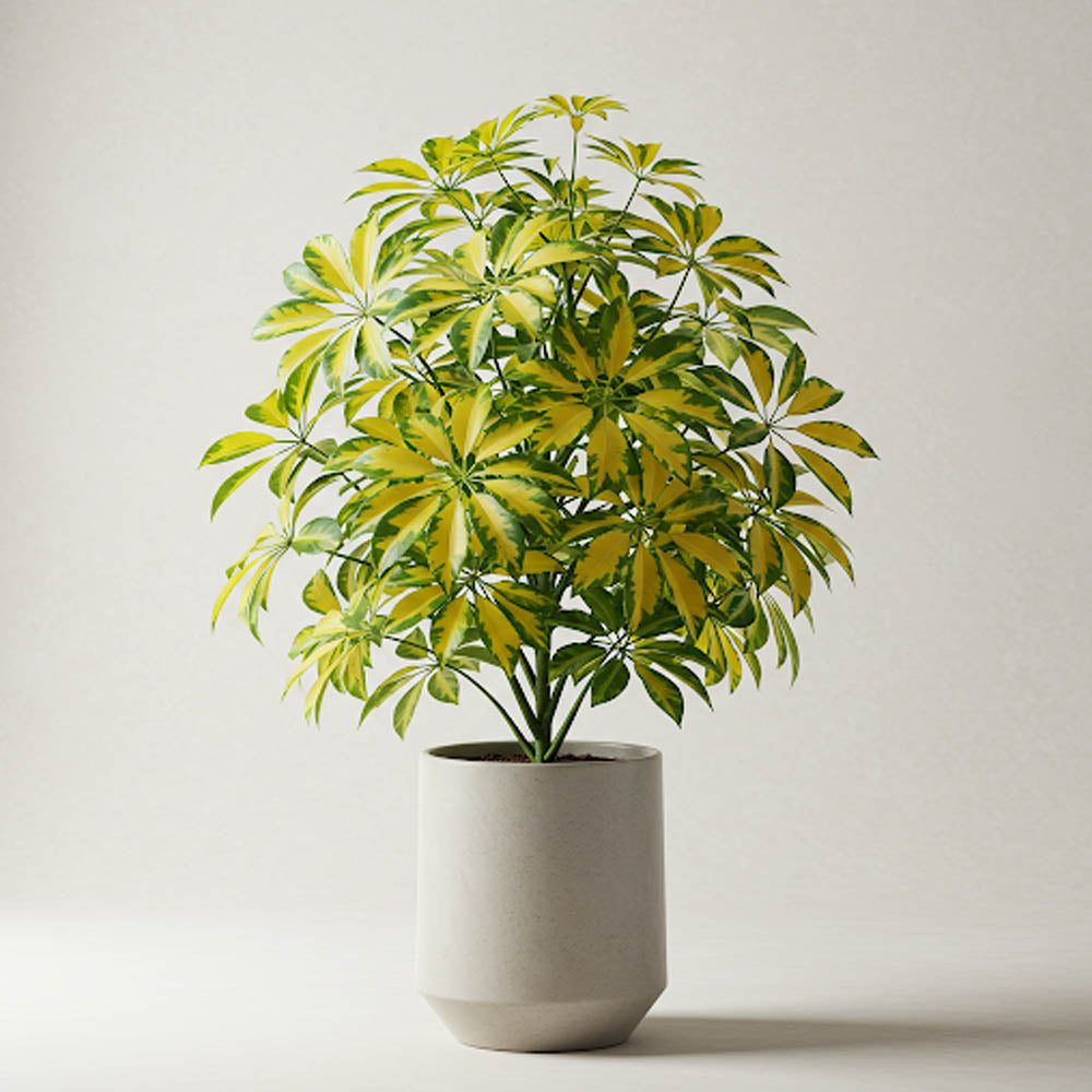 SCHEFLERA TRINETTE VASO 17CM