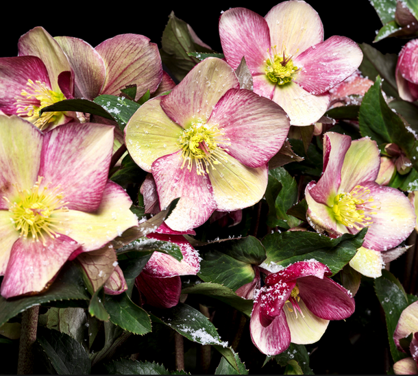 HELLEBORUS ICE N’ ROSES EARLY ROSE ROSA DI NATALE VASO 15CM