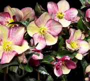 HELLEBORUS ICE N’ ROSES PINK ROSA DI NATALE VASO 15CM