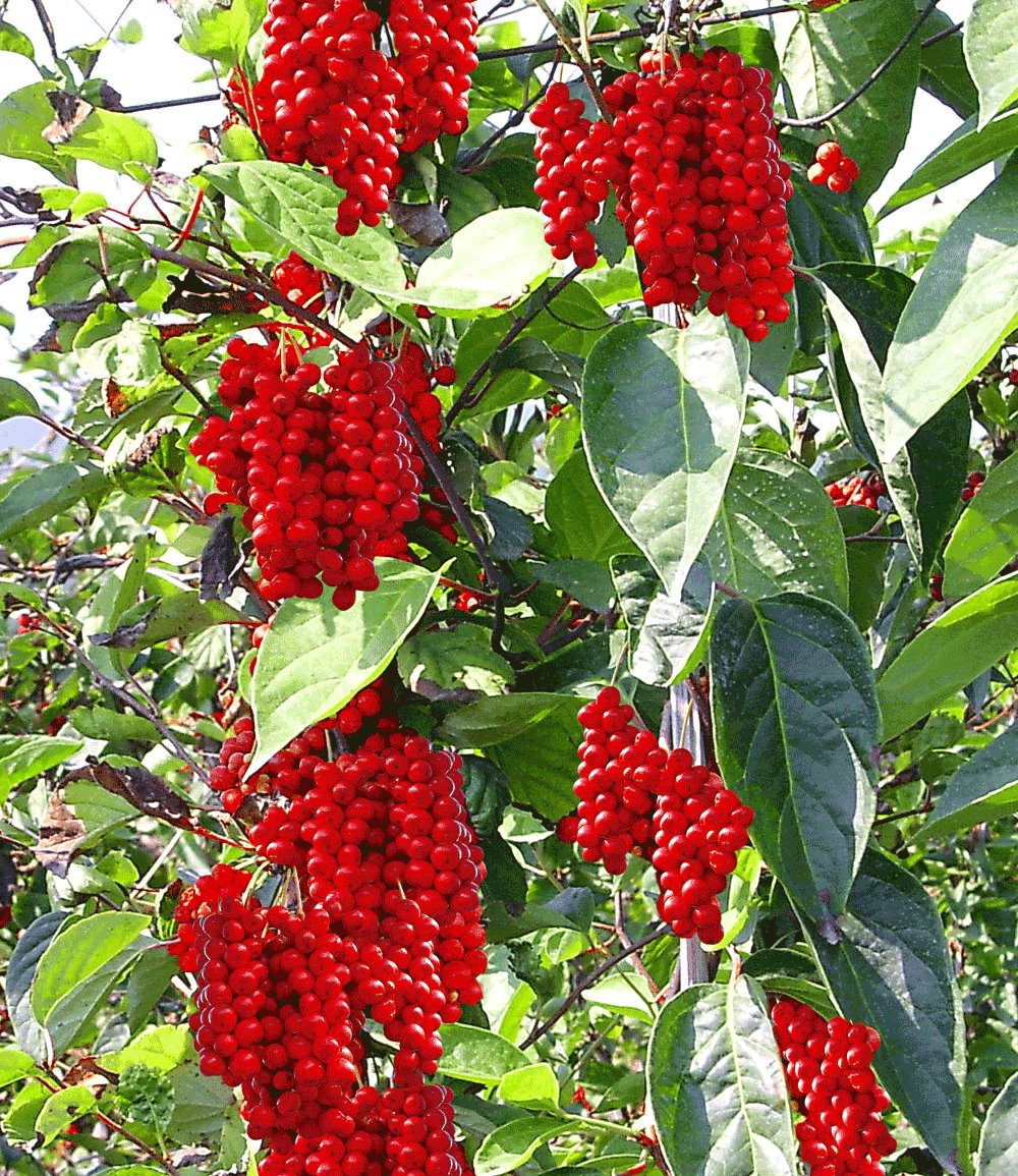 SCHISANDRA O SUDOVA AUTOFERTILE (1 PIANTA)