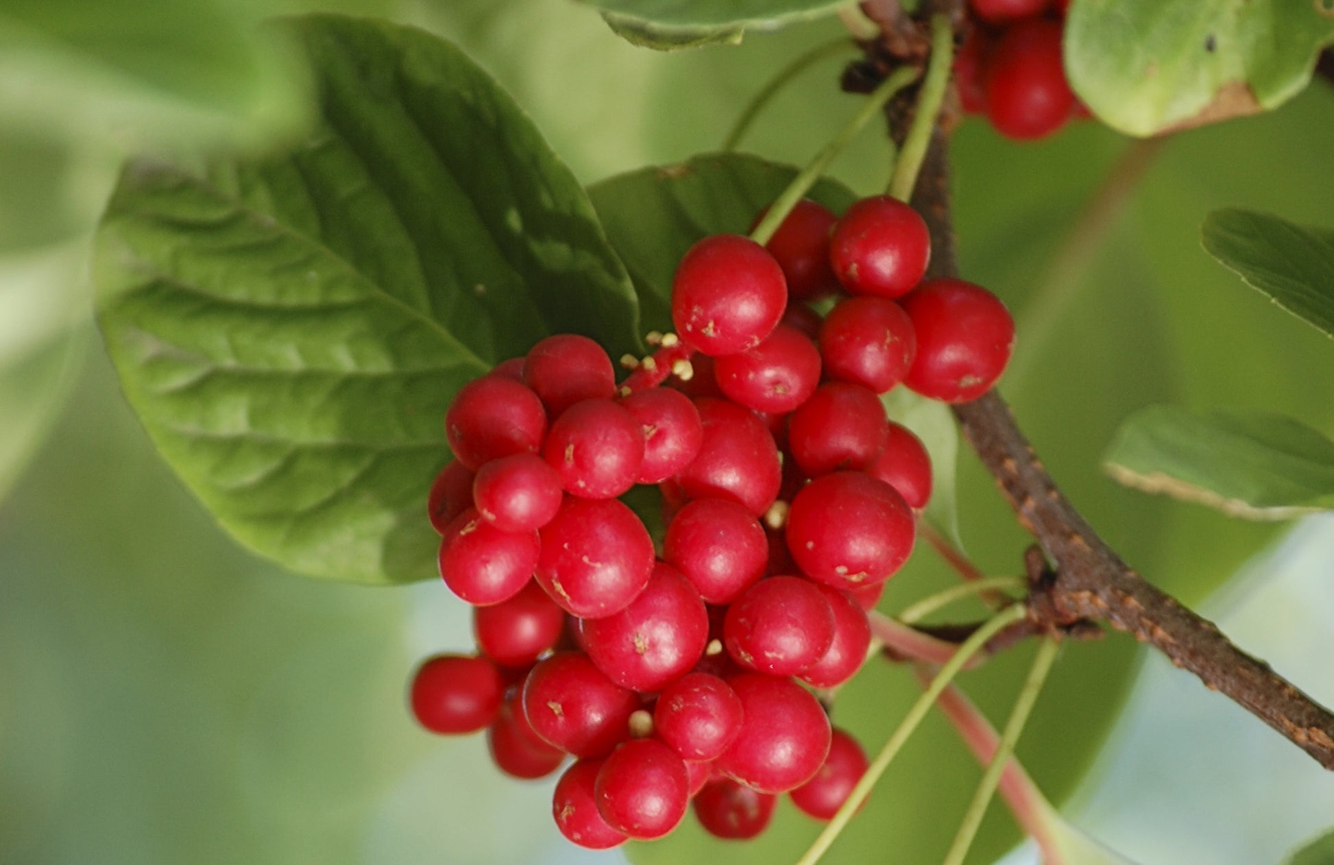 SCHISANDRA O SUDOVA AUTOFERTILE (1 PIANTA)