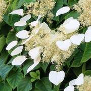 ORTENSIA HYDRANGEA SCHIZOPHRAGMA FAURIEI ANGEL WINGS VASO 17CM