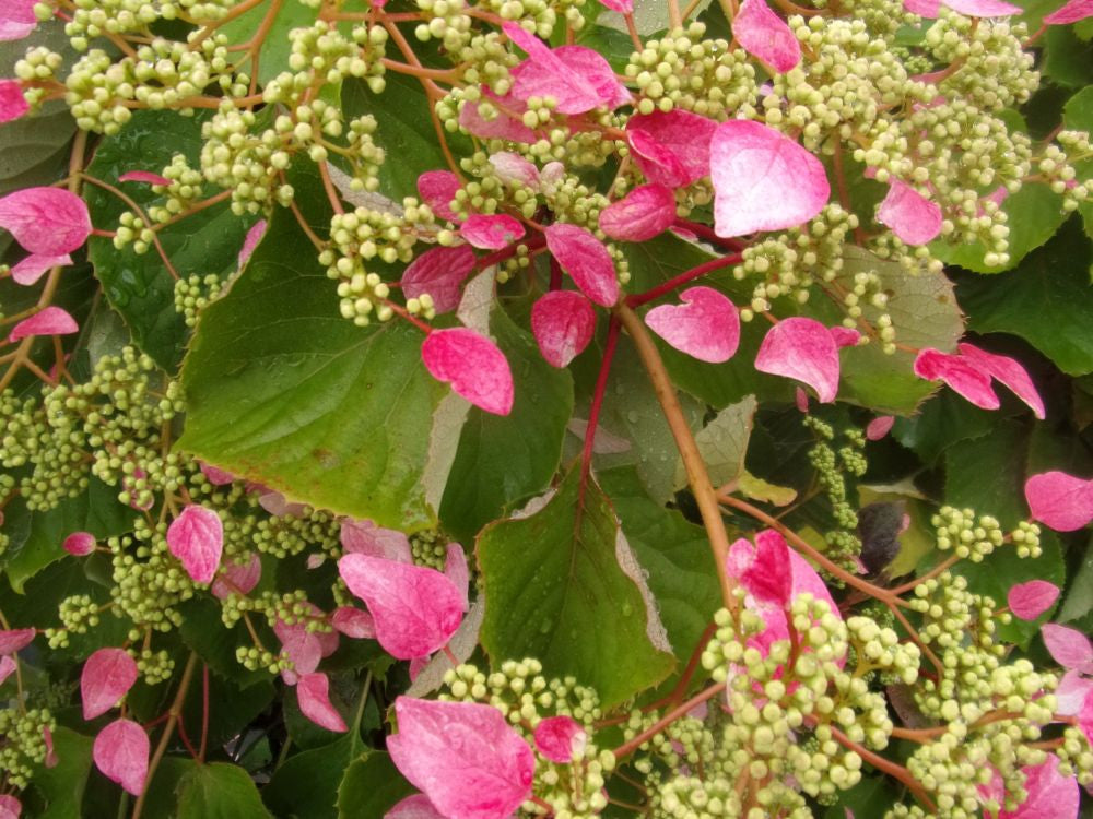 HIDRANGEA ORTENSIA SCHIZOPHRAGMA HYDRANGEOIDES IN VASO 17CM
