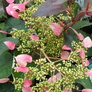 ORTENSIA HYDRANGEA SCHIZOPHRAGMA ROSEUM VASO 17CM