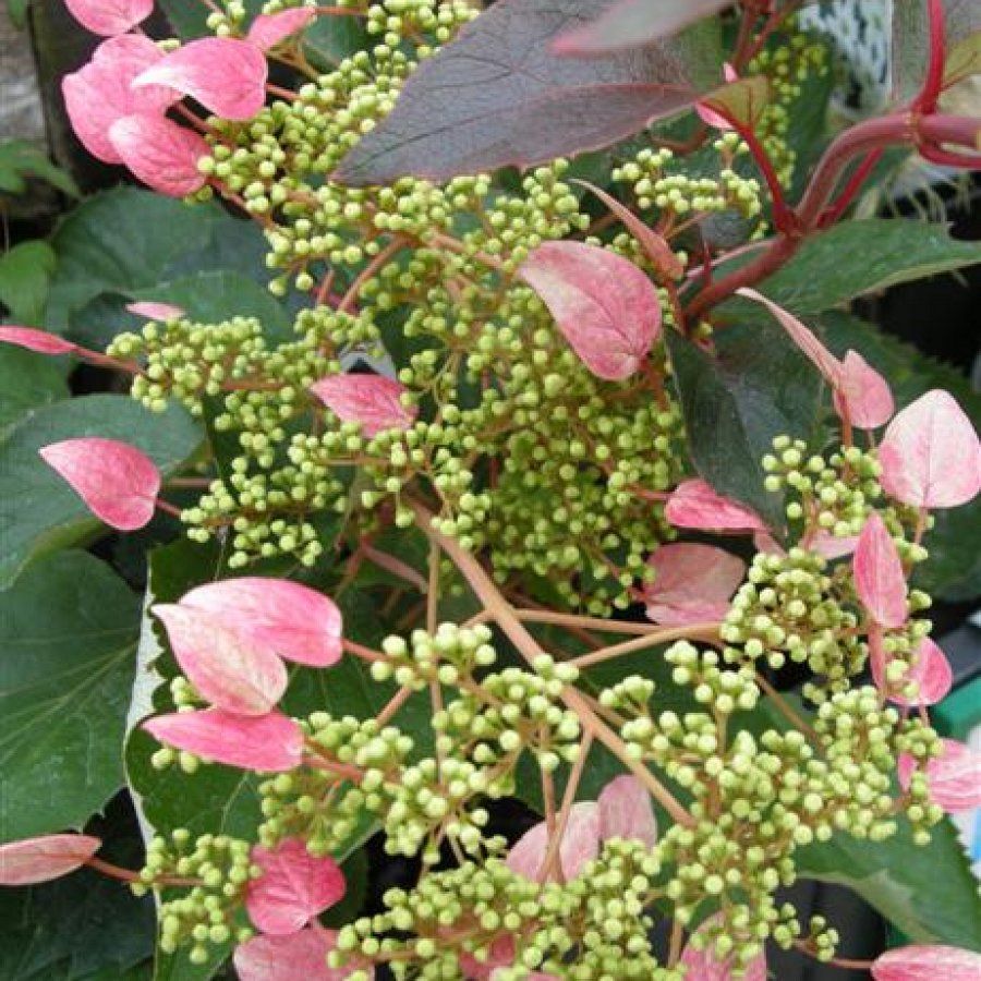 ORTENSIA HYDRANGEA SCHIZOPHRAGMA ROSEUM VASO 17CM