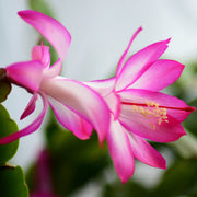 SCHLUMBERGERA ROSA CACTUS DI NATALE IN VASO 13CM