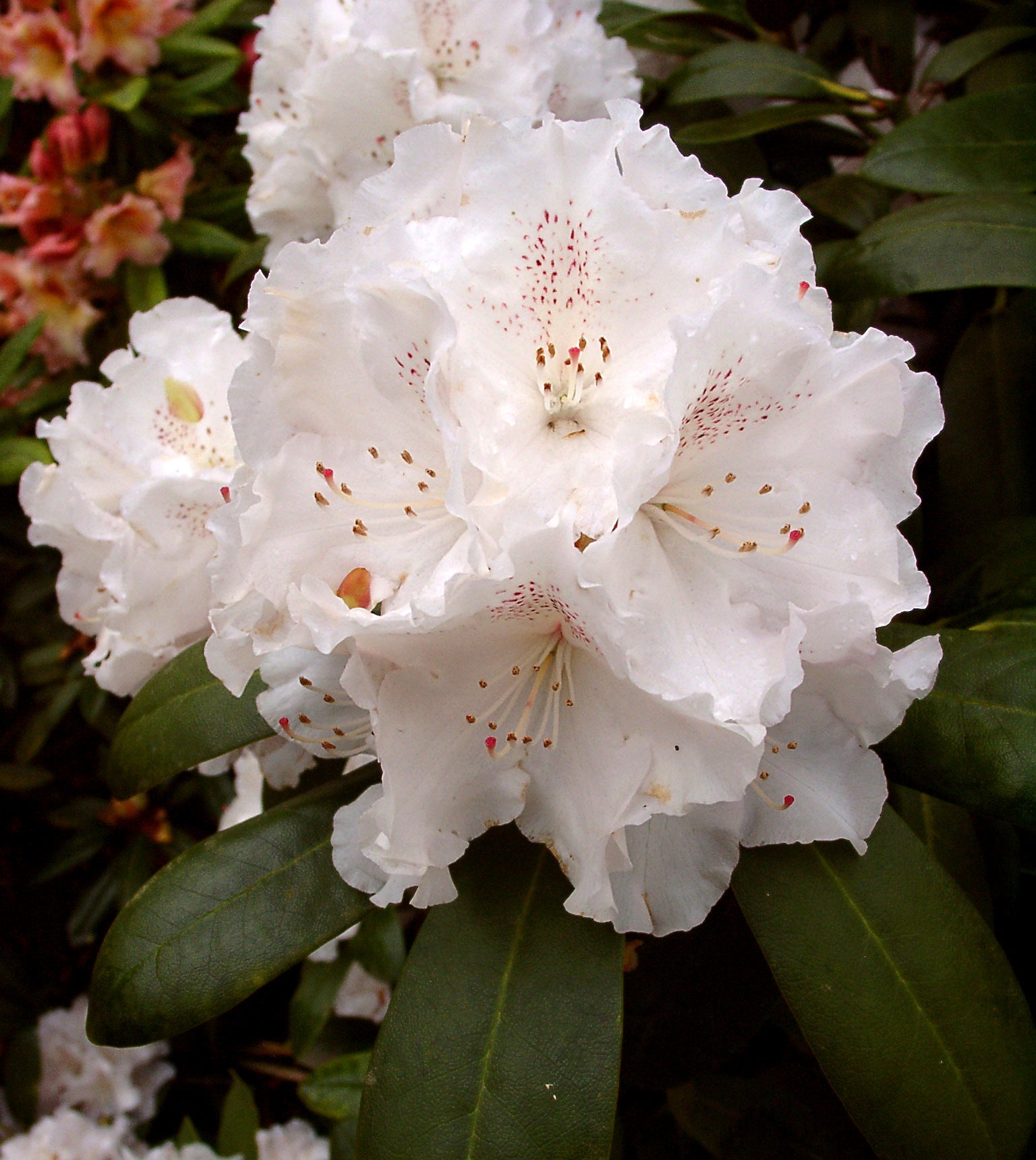RODODENDRO SCHNEEKRONE VASO 22CM