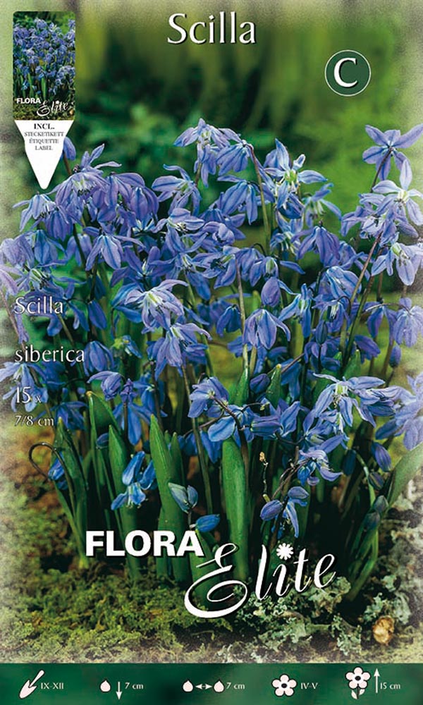 SCILLA SIBERICA (CONFEZIONE DA 15 BULBI)