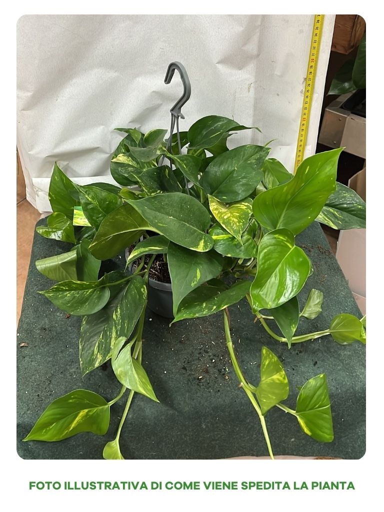 SCINDAPSUS AUREUS IN BASKET 14CM