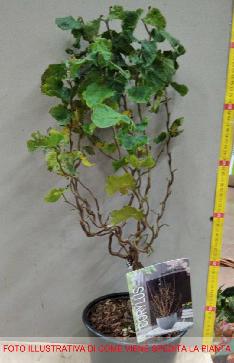 CORYLUS AVELLANA CONTORTA SCOOTER IN VASO 17CM