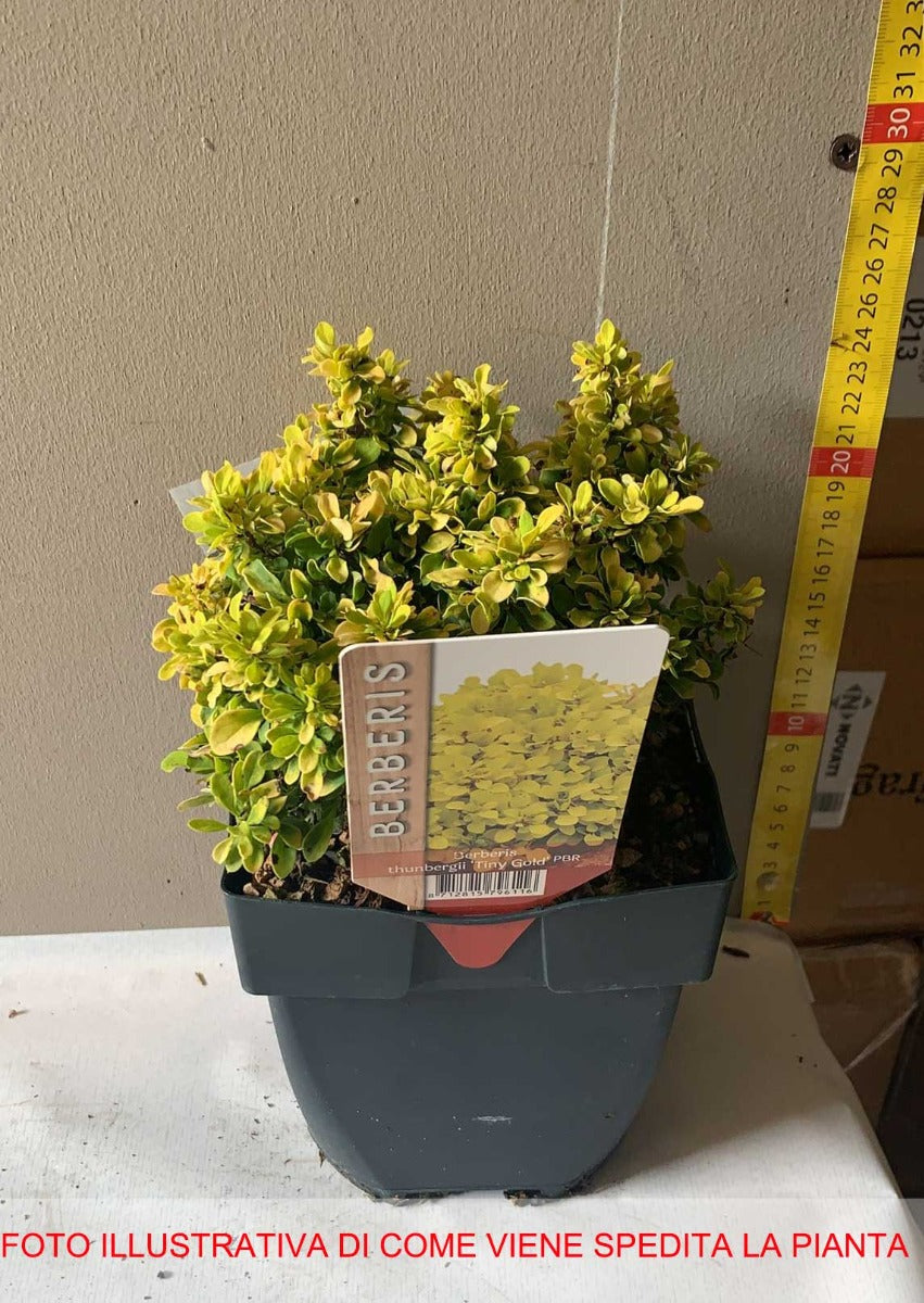 BERBERIS  TINY GOLD VASO 17CM