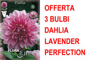 OFFERTA 3 BULBI DAHLIA DINNERPLATE LAVENDER PERFECTION XL