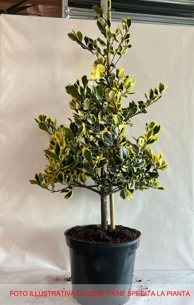 ILEX AGRIFOGLIO GOLDEN KING VASO 32CM