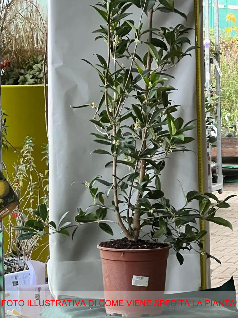 OSMANTHUS FRAGRANS OLEA FRAGRANS BIANCO VASO 24CM