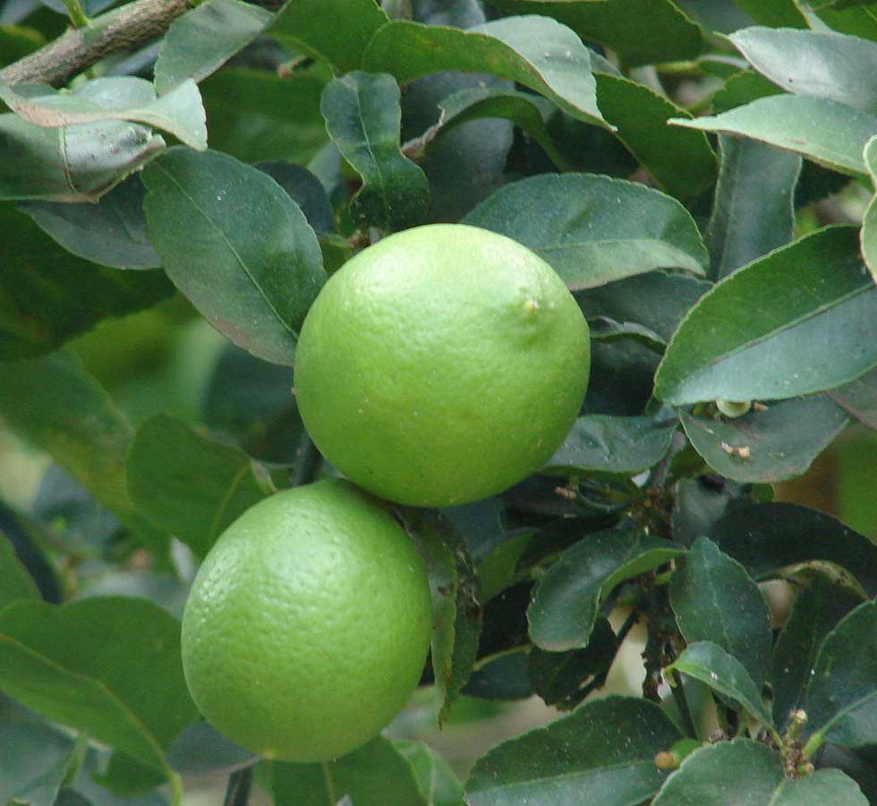 CITRUS AURANTIFOLIA LIME IN VASO 20CM