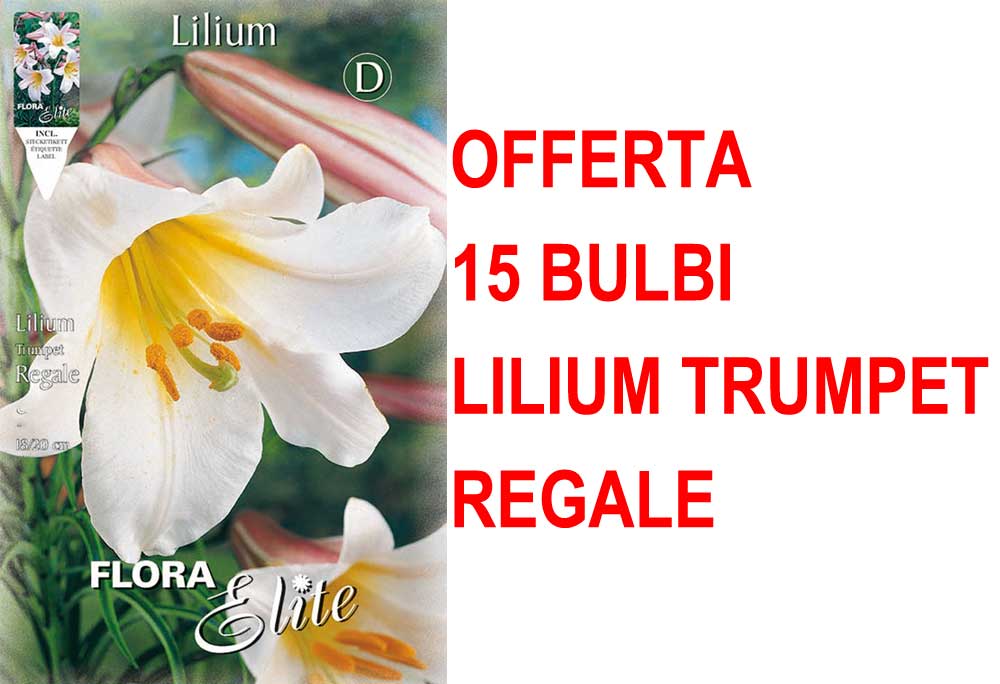 OFFERTA 15 BULBI LILIUM TRUMPET REGALE
