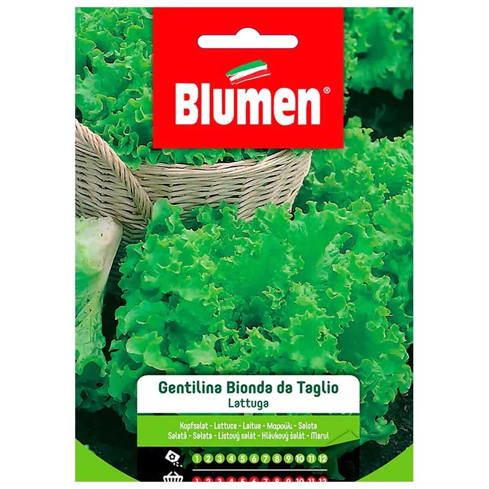 SEMI LATTUGA GENTILINA BIONDA DA TAGLIO