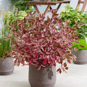 CORNUS ALBA MIRACLE IN VASO 19CM