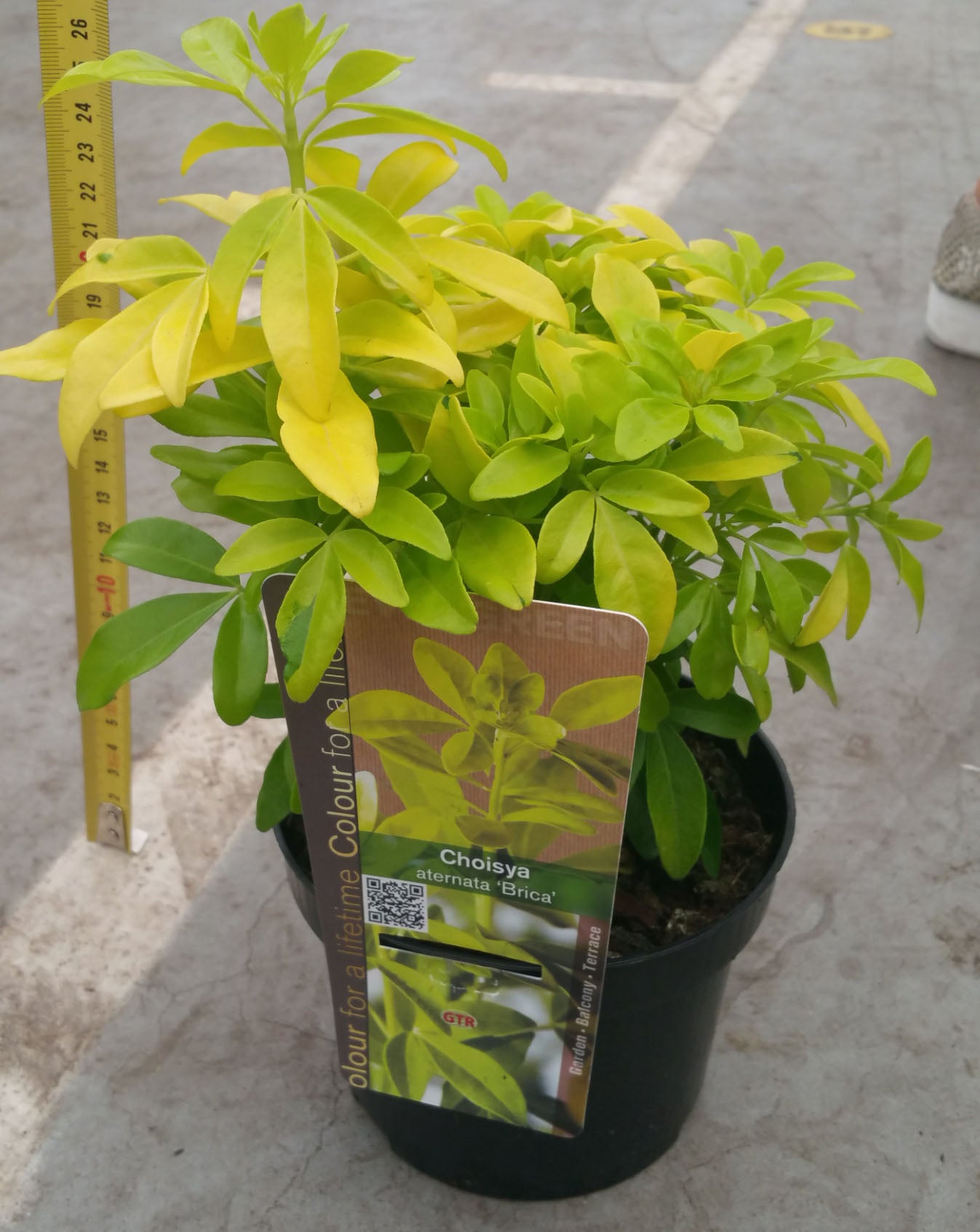 CHOISYA TERNATA BRICA ARANCIO MESSICANO VASO 17CM