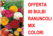 OFFERTA 80 BULBI RANUNCULUS ASIATIC MIXED