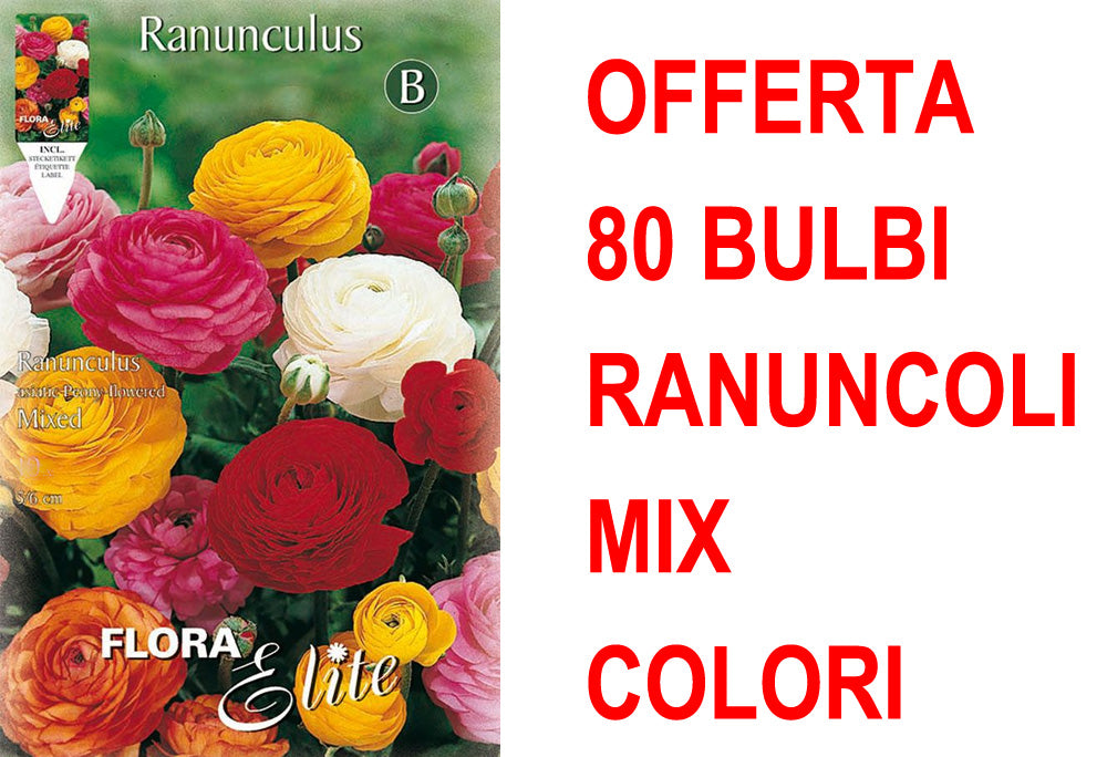 OFFERTA 80 BULBI RANUNCULUS ASIATIC MIXED