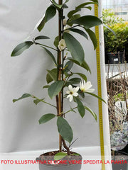 MAGNOLIA FAIRY BIANCA VASO 19CM