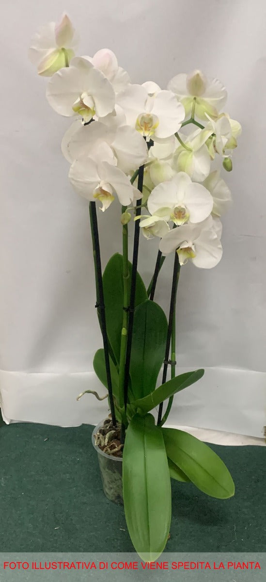 ORCHIDEA PHALAENOPSIS BIANCA NOTTINGHAM VASO 12CM