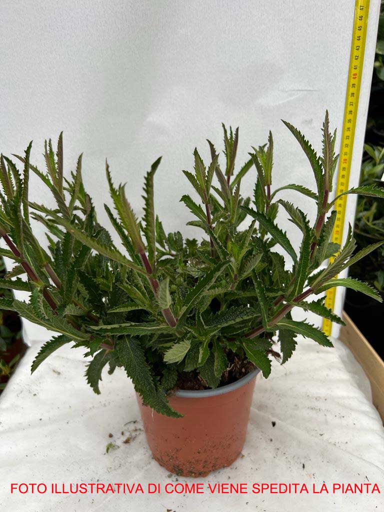 VERBENA BONARIENSIS IN VASO 16CM