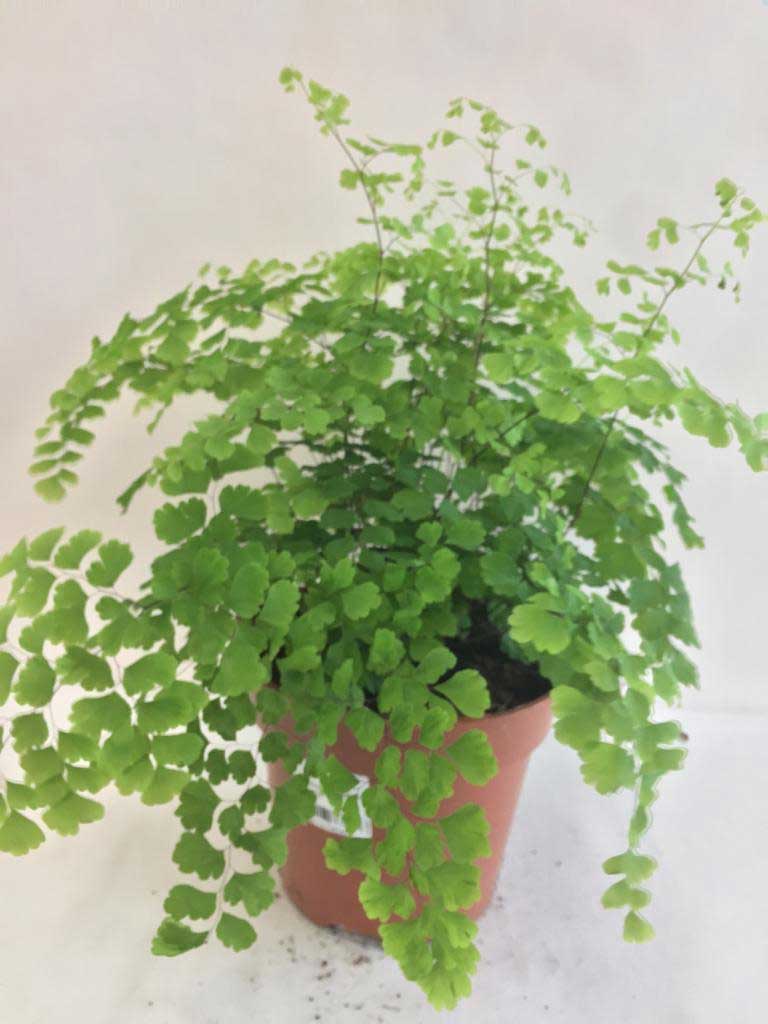 ADIANTUM RADDIANUM FRAGRANS VASO 17CM