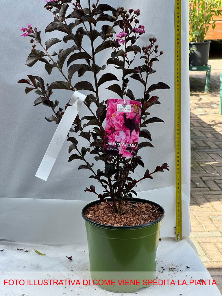 LAGERSTROEMIA INDICA SHELL PINK VASO 18CM