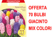 OFFERTA 70 BULBI GIACINTO GARDEN MIX DI COLORI