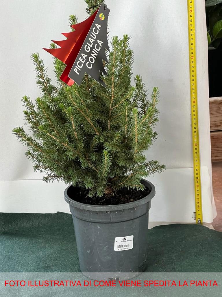 PICEA GLAUCA CONICA VASO 19CM