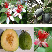 FEIJOA SELLOWIANA VASO 24CM