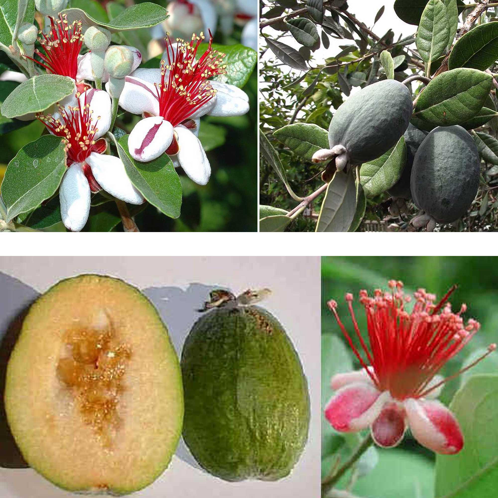 FEIJOA SELLOWIANA VASO 24CM