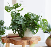 MONSTERA MONKEY MASK VASO 16CM
