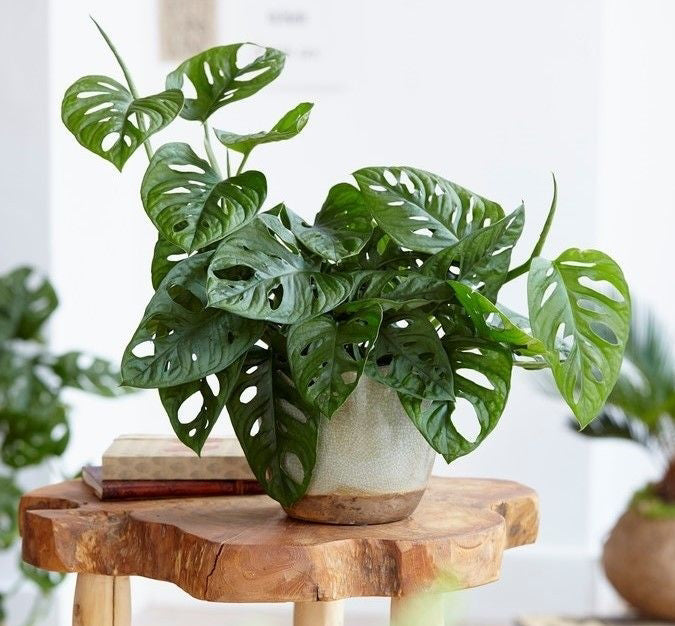 MONSTERA MONKEY MASK VASO 16CM