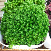 SEDUM LYDIUM IN VASO 9CM